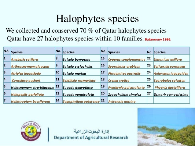 Halophyte Plant List – Halophytes Définition – VPOTK