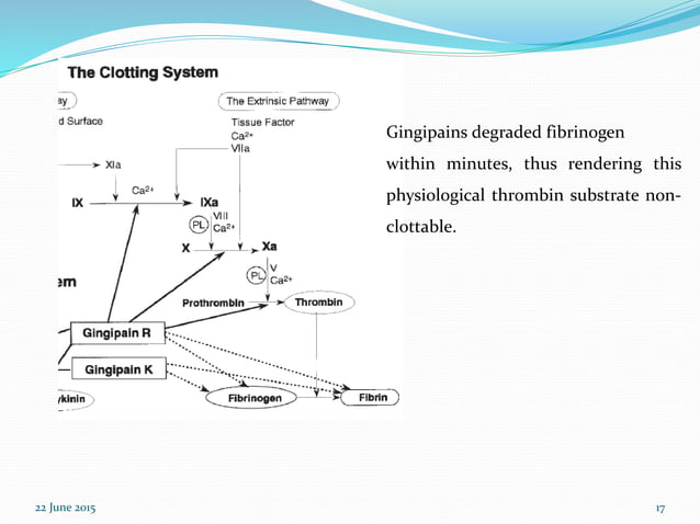 The role of gingipains in the pathogenesis of periodontal diseases | PPTX