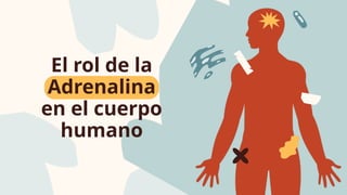 Understanding the Role of Adrenaline and Other Key Hormones in the ...