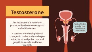 Testosterone Location Understanding the Role of Adrenaline and Other Key Hormones in the ...