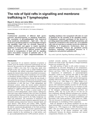 COMMENTARY                                                                                         Signal Transduction and Cellular Organization   3957


The role of lipid rafts in signalling and membrane
trafficking in T lymphocytes
Miguel A. Alonso and Jaime Millán
Centro de Biología Molecular ‘Severo Ochoa’, Universidad Autónoma de Madrid, Consejo Superior de Investigaciones Cientíﬁcas, Cantoblanco,
28049-Madrid, Spain
Author for correspondence (e-mail: maalonso@cbm.uam.es)

Journal of Cell Science 114, 3957-3965 (2001) © The Company of Biologists Ltd



Summary
Combinatorial association of different lipid species                            signalling machinery into reorganised rafts that are used
generates microheterogeneity in biological membranes.                           as platforms for the assembly of the signalling complex.
The association of glycosphingolipids with cholesterol                          Costimulatory molecules participate in this process by
forms membrane microdomains – lipid rafts – that are                            providing signals that mobilise raft lipids and proteins, and
involved in specialised pathways of protein/lipid transport                     remodel the cytoskeleton to the contact site. As in epithelial
and signalling. Lipid rafts are normally dispersed in                           cells, rafts are used also as vesicular carriers for membrane
cellular membranes and appear to require specialised                            trafficking in T lymphocytes. Furthermore, there are
machinery to reorganise them to operate. Caveolin-1 and                         potential similarities between the specialised protein
MAL are members of two different protein families                               machinery underlying raft-mediated processes in T
involved in reorganisation of lipid rafts for signalling                        lymphocytes and polarised epithelial cells.
and/or intracellular transport in epithelial cells. T cell
activation induces a rapid compartmentalisation of                              Key words: Lipid rafts, Signalling, Membrane trafficking, T cells



Introduction                                                                    acylated cytosolic proteins, and certain transmembrane
The requirement for an extensive repertoire of proteins is                      proteins can reside in rafts. The majority of integral membrane
evident, given the number of processes performed by the cell.                   proteins are excluded (Fig. 1B).
However, the necessity for the large number of different lipid                     The tight packing of lipids in rafts confers resistance to
species (>1000) is less clear. For a long time, lipids were                     solubilisation by non-ionic detergents at low temperatures,
thought to play only a passive role as simple building blocks                   which allows their isolation as an insoluble membrane fraction
for membranes that delimit intracellular compartments and                       (Brown and Rose, 1992). The use of different detergents
separate the internal milieu from the extracellular environment.                or temperatures of solubilisation, or immunoadsorption
In the ﬂuid mosaic model, cellular membranes were envisaged                     procedures, results in raft fractions that differ in their lipid
as disordered uniform bilayers in which lipids moved freely                     and/or protein content. This indicates that the insoluble
and randomly by lateral diffusion. During the past decade, a                    fractions contain distinct types of raft, and this heterogeneity
new model that accounts for lipid diversity has emerged. This                   probably reﬂects the existence of many distinct rafts within the
model proposes the existence in biological membranes of lipid                   cells (Cerny et al., 1996; Röper et al., 2000; Millán et al.,
microdomains or rafts that have a high sphingolipid and                         1999). Combinatorial association of different sphingolipid
cholesterol content; unlike the loosely packed, disordered                      species with cholesterol probably accounts for raft diversity.
phospholipids present in the bulk of membranes, raft lipids are                 Several lines of evidence support the in vivo existence of rafts
organised in a tightly packed, liquid-ordered manner (Simons                    and argue against the possibility that they are simply artefacts
and Ikonen, 1997). Fig. 1A shows a current model of raft                        of the detergent solubilisation procedure (Jacobson and
structure in which sphingolipids, which contain a sphingosine                   Dietrich, 1999). The size of the rafts in vivo has not yet
chain and a long, largely saturated, fatty acyl chain, are packed               been established, although different techniques give estimates
in small membrane structures. In this model, the voids between                  ranging from 25 nm to 50 nm and predict a composition of
the hydrocarbon chains caused by the bulky headgroups are                       probably not more than 10 to 30 proteins (Friedrichson and
ﬁlled with cholesterol. The association of cholesterol with                     Kurzchalia, 1998; Varma and Mayor, 1998; Pralle et al., 2000).
sphingolipids promotes phase separation apparently because of                   This size increases by coalescence of the rafts upon extraction
favourable packing interactions between saturated lipids and                    with detergents or crosslinking of their components.
sterol (Brown, 1998; Brown and London, 2000). Together,                            Rafts are abundant at the plasma membrane but are also
sphingolipids and cholesterol form microdomains that ﬂoat in                    found intracellularly in exocytic and endocytic compartments
the shorter, unsaturated phospholipids of the bulk membrane                     (Dupree et al., 1993; Gagescu et al., 2000; Puertollano et al.,
(Harder and Simons, 1997). The peculiar organisation of the                     2001). They are mobile, dynamic entities that move laterally
rafts restricts the access of proteins in such a way that only                  along the plane of the plasma membrane and traffic
proteins attached to the membrane by a lipid anchor, such                       continuously between the plasma membrane and internal
as glycosylphosphatidylinositol (GPI)-anchored proteins or                      compartments (Nichols et al., 2001).
 