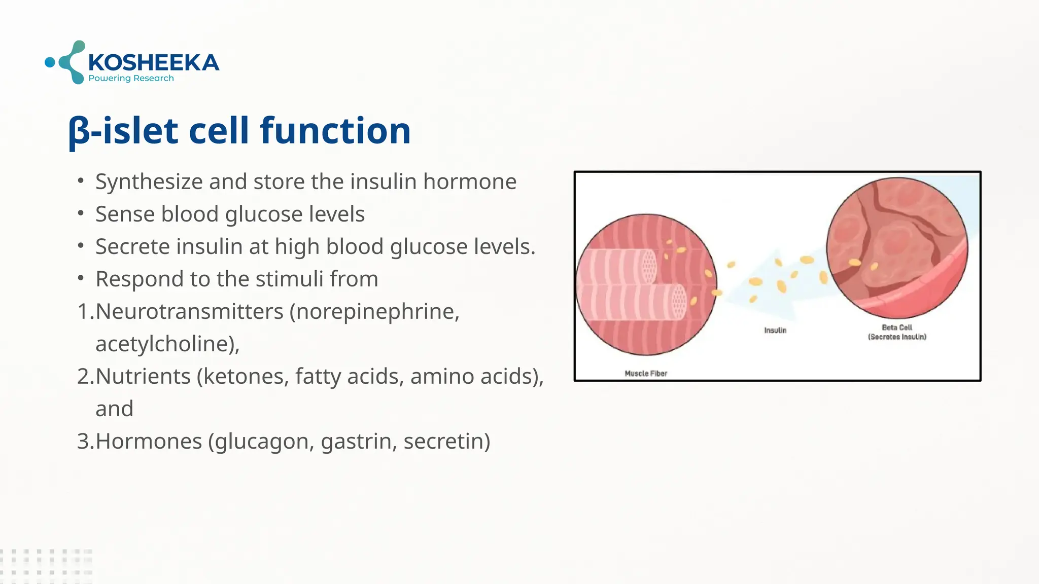 The Role of Pancreatic β-Cells in Diabetes Pathogenesis and Therapy | PPTX