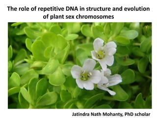 The role of repetitive DNA in structure and evolution
of plant sex chromosomes
Jatindra Nath Mohanty, PhD scholar
 