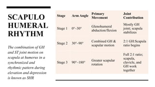 Rhythmic Rotation Role of Rotator Cuff Muscles in Shoulder Biomechanics and Stability | PPTX