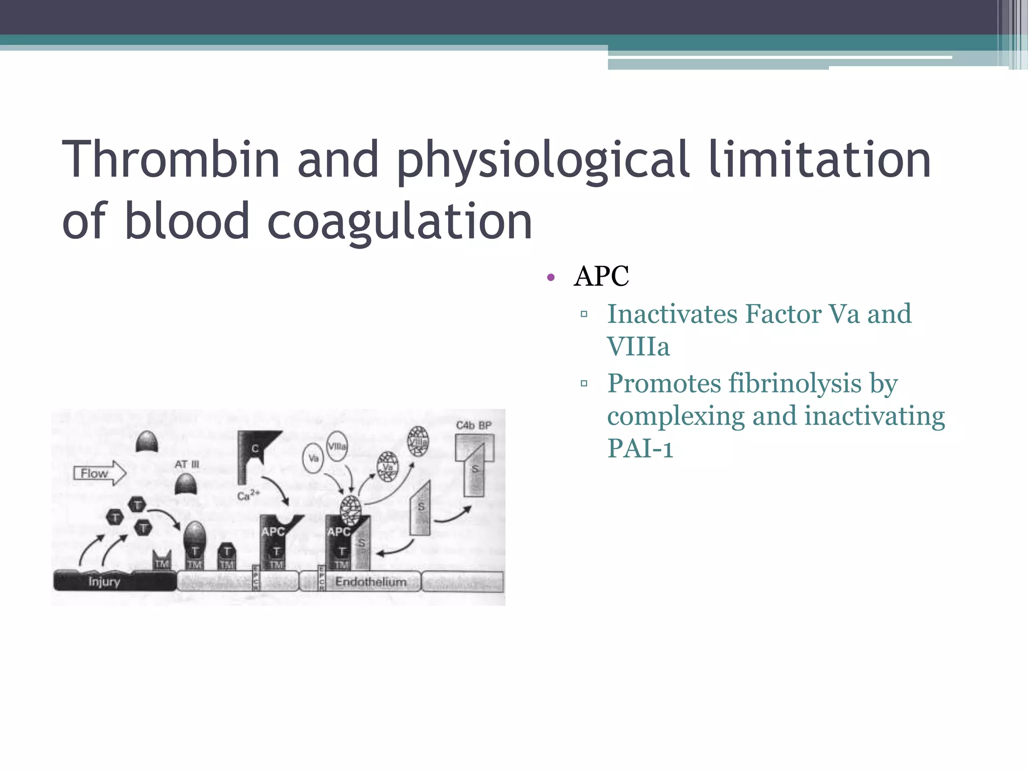The role of thrombin in coagulation | PPTX