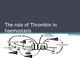 The role of Thrombin in
haemostasis
 