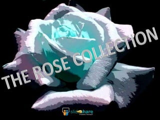 THE ROSE COLLECTION 