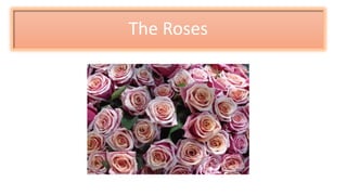 The Roses
 