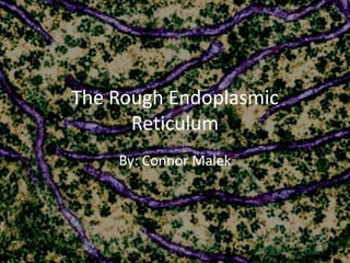 The Rough Endoplasmic
      Reticulum
    By: Connor Malek
 
