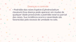Doenças e controle
▸ • Podridão-das-raízes Espécie (Cylindrocladium
clavatum) Essa doença pode aparecer em mudas de
qualquer idade provocando a podridão total ou parcial
das raizes. Sua incidência ocorre e severidade são
favorecidas pelo excesso de umidade no solo.
10
 