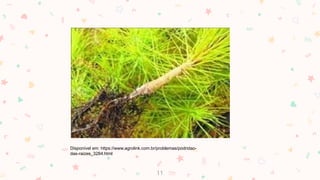 11
Disponível em: https://www.agrolink.com.br/problemas/podridao-
das-raizes_3284.html
 