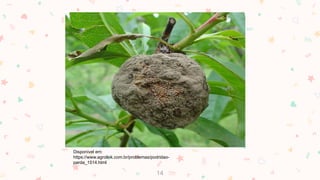 14
Disponível em:
https://www.agrolink.com.br/problemas/podridao-
parda_1514.html
 