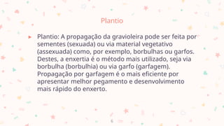Plantio
▸ Plantio: A propagação da gravioleira pode ser feita por
sementes (sexuada) ou via material vegetativo
(assexuada) como, por exemplo, borbulhas ou garfos.
Destes, a enxertia é o método mais utilizado, seja via
borbulha (borbulhia) ou via garfo (garfagem).
Propagação por garfagem é o mais eficiente por
apresentar melhor pegamento e desenvolvimento
mais rápido do enxerto.
6
 