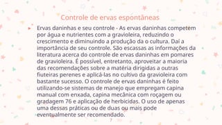 Controle de ervas espontâneas
▸ Ervas daninhas e seu controle - As ervas daninhas competem
por água e nutrientes com a gravioleira, reduzindo o
crescimento e diminuindo a produção da o cultura. Daí a
importância de seu controle. São escassas as informações da
literatura acerca do controle de ervas daninhas em pomares
de gravioleira. É possível, entretanto, aproveitar a maioria
das recomendações sobre a matéria dirigidas a outras
fiuteiras perenes e aplicá-las no cultivo da gravioleira com
bastante sucesso. O controle de ervas daninhas é feito
utilizando-se sistemas de manejo que empregam capina
manual com enxada, capina mecânica com roçagem ou
gradagem 76 e aplicação de herbicidas. O uso de apenas
uma dessas práticas ou de duas ou mais pode
eventualmente ser recomendado.
7
 