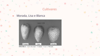 Cultivares
▸ Morada, Lisa e Blanca
9
 