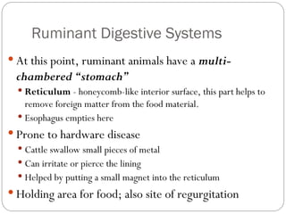 TheRuminantDigestiveSystem Lesson in Life Science for Grade 11 | PPT