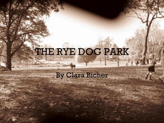 THE RYE DOG PARK By Clara Bicher 