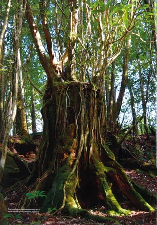 The sacred giants of yakushima