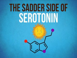 The sadder side of serotonin