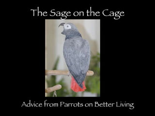 The Sage on the Cage Advice from Parrots on Better Living 