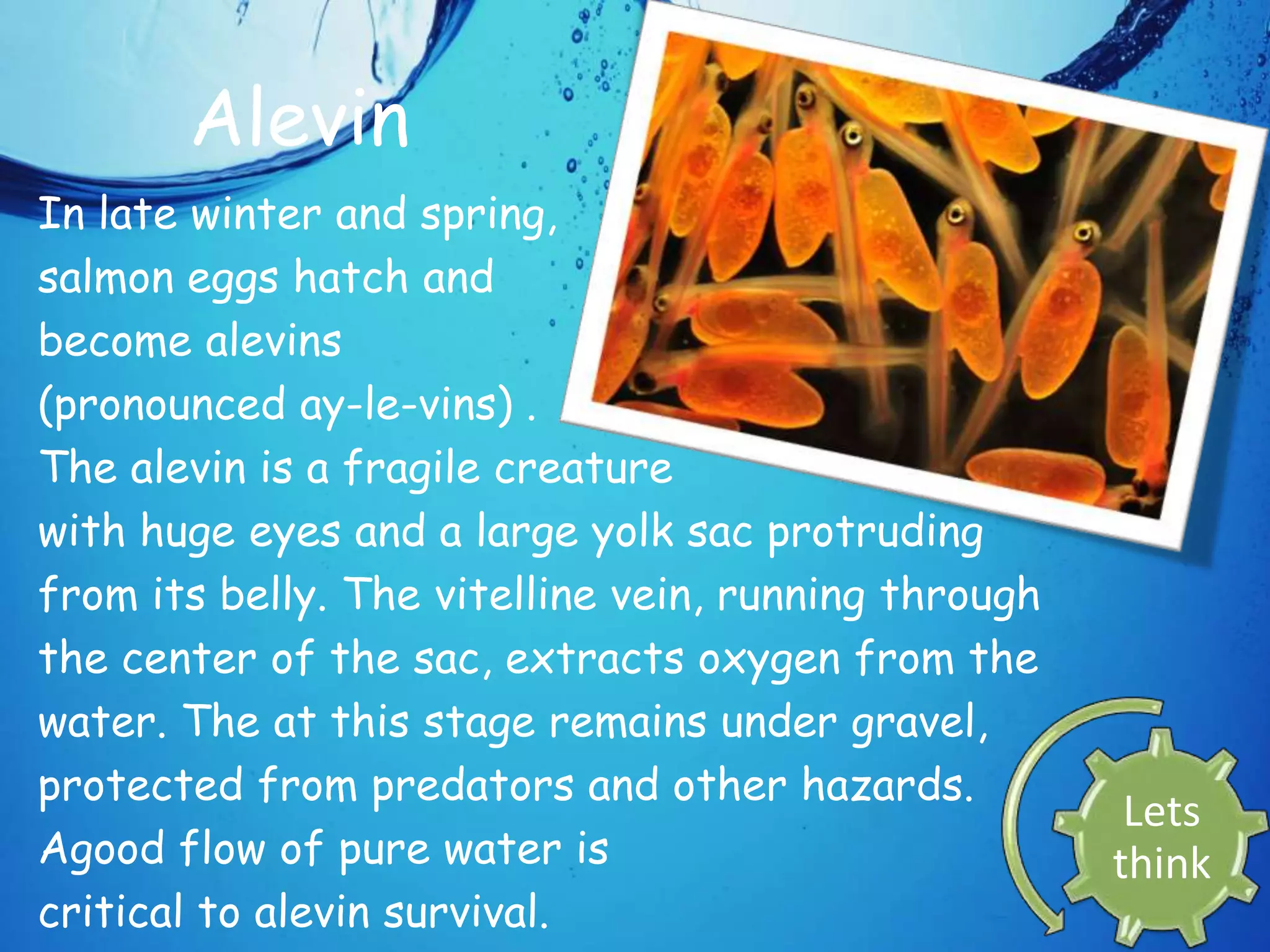 The salmon powerpoint | PPTX