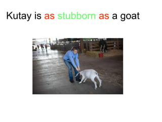 Kutay is  as  stubborn  as  a goat 