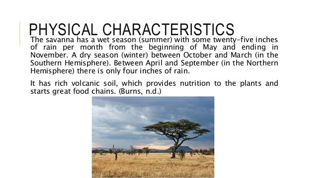 The Savanna