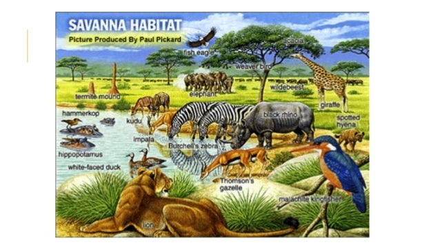 The Savanna