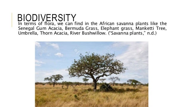 The Savanna