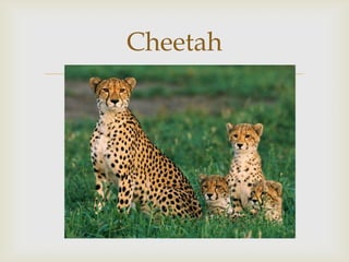 Cheetah


 
