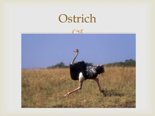 Ostrich


 