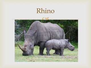 Rhino


 