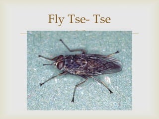Fly Tse- Tse


 