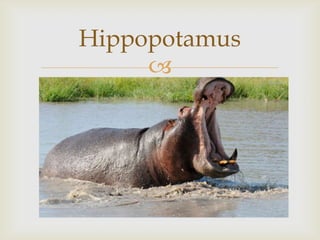 Hippopotamus


 