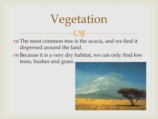 Vegetation


 The most common tree is the acacia, and we find it
dispersed around the land.
 Because it is a very dry habitat, we can only find few
trees, bushes and grass.

 