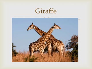 Giraffe


 