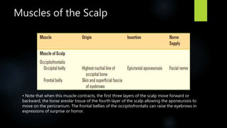 Muscles of the Scalp
• Note that when this muscle contracts, the first three layers of the scalp move forward or
backward, the loose areolar tissue of the fourth layer of the scalp allowing the aponeurosis to
move on the pericranium. The frontal bellies of the occipitofrontalis can raise the eyebrows in
expressions of surprise or horror.
 