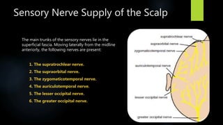 Sensory Nerve Supply of the Scalp
The main trunks of the sensory nerves lie in the
superficial fascia. Moving laterally from the midline
anteriorly, the following nerves are present:
1. The supratrochlear nerve.
2. The supraorbital nerve.
3. The zygomaticotemporal nerve.
4. The auriculotemporal nerve.
5. The lesser occipital nerve.
6. The greater occipital nerve.
 