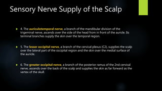 Sensory Nerve Supply of the Scalp
 4. The auriculotemporal nerve, a branch of the mandibular division of the
trigeminal nerve, ascends over the side of the head from in front of the auricle. Its
terminal branches supply the skin over the temporal region.
 5. The lesser occipital nerve, a branch of the cervical plexus (C2), supplies the scalp
over the lateral part of the occipital region and the skin over the medial surface of
the auricle.
 6. The greater occipital nerve, a branch of the posterior ramus of the 2nd cervical
nerve, ascends over the back of the scalp and supplies the skin as far forward as the
vertex of the skull.
 