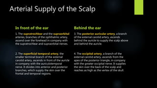 Arterial Supply of the Scalp
In front of the ear
1. The supratrochlear and the supraorbital
arteries, branches of the ophthalmic artery,
ascend over the forehead in company with
the supratrochlear and supraorbital nerves.
2. The superficial temporal artery, the
smaller terminal branch of the external
carotid artery, ascends in front of the auricle
in company with the auriculotemporal
nerve. It divides into anterior and posterior
branches, which supply the skin over the
frontal and temporal regions.
Behind the ear
3. The posterior auricular artery, a branch
of the external carotid artery, ascends
behind the auricle to supply the scalp above
and behind the auricle.
4. The occipital artery, a branch of the
external carotid artery, ascends from the
apex of the posterior triangle, in company
with the greater occipital nerve. It supplies
the skin over the back of the scalp and
reaches as high as the vertex of the skull.
 