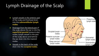 Lymph Drainage of the Scalp
 Lymph vessels in the anterior part
of the scalp and forehead drain
into the submandibular lymph
nodes.
 Drainage from the lateral part of
the scalp above the ear is into the
superficial parotid (preauricular)
nodes; lymph vessels in the part
of the scalp above and behind
the ear drain into the mastoid
nodes.
 Vessels in the back of the scalp
drain into the occipital nodes.
 