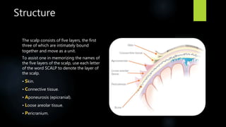 Structure
The scalp consists of five layers, the first
three of which are intimately bound
together and move as a unit.
To assist one in memorizing the names of
the five layers of the scalp, use each letter
of the word SCALP to denote the layer of
the scalp.
• Skin.
• Connective tissue.
• Aponeurosis (epicranial).
• Loose areolar tissue.
• Pericranium.
 