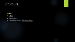 Structure
• Skin:
 Thick
 hair bearing
 contains numerous sebaceous glands.
 