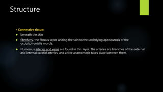 Structure
• Connective tissue:
 beneath the skin
 fibrofatty, the fibrous septa uniting the skin to the underlying aponeurosis of the
occipitofrontalis muscle.
 Numerous arteries and veins are found in this layer. The arteries are branches of the external
and internal carotid arteries, and a free anastomosis takes place between them.
 