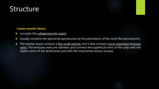 Structure
• Loose areolar tissue:
 occupies the subaponeurotic space
 loosely connects the epicranial aponeurosis to the periosteum of the skull (the pericranium).
 The areolar tissue contains a few small arteries, but it also contains some important emissary
veins. The emissary veins are valveless and connect the superficial veins of the scalp with the
diploic veins of the skull bones and with the intracranial venous sinuses.
 
