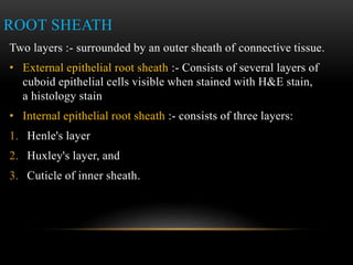 Internal Sheath The scalp, hair & its applied anatomy | PPTX