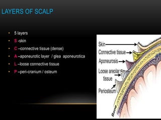 The scalp, hair & its applied anatomy