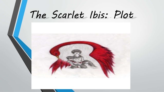 scarlet ibis foreshadowing essay In the scarlet ibis, foreshadowing scarlet ibis essay example, scarlet ibis essay topics, scarlet ibis symbolism essay, thesis for the scarlet ibis. scarlet ibis foreshadowing essay In the scarlet ibis, foreshadowing scarlet ibis essay example, scarlet ibis essay topics, scarlet ibis symbolism essay, thesis for the scarlet ibis.