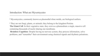 The Scavenging Intelligence of Myxomycetes: Brainless Problem Solvers ...