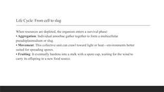 The Scavenging Intelligence of Myxomycetes: Brainless Problem Solvers ...